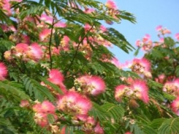 合歡樹是不是優(yōu)美易種的園林綠化樹種？