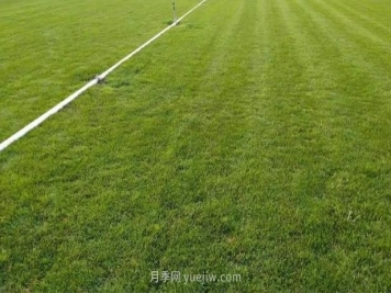 混播草坪的優(yōu)點缺點，每平方需要多少種子
