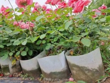 月季花海中的雜草怎樣清除？