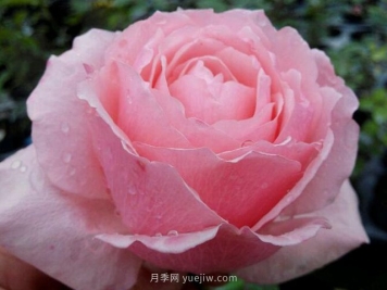 迷人的罩杯月季的優(yōu)缺點(diǎn)是什么？
