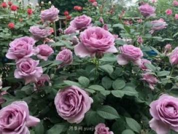 最全林業(yè)術(shù)語，苗木人必讀！
