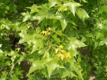 五角楓適合哪里種植？南陽五角楓種植技術(shù)與管理方法