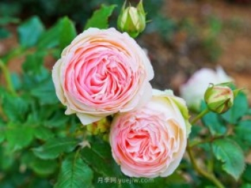 立秋后庭院花木養(yǎng)護該注意些什么？