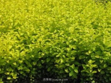 夏季如何鋪植草坪，減少發(fā)黃枯死的問題？