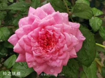 推薦5個漂亮月季品種適合秋天養(yǎng)，耐熱耐寒性都優(yōu)秀