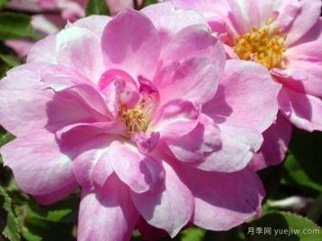 白長春月季的優(yōu)缺點(diǎn)是什么？