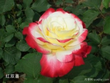 大花香水月季中的紅雙喜你知道嗎？有什么特點(diǎn)呢！