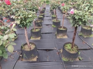 樹狀月季容器苗和假植容器苗的不同，教你分清楚