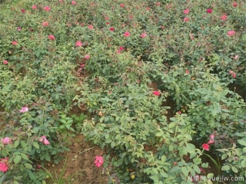 月季紅蜘蛛用什么藥？