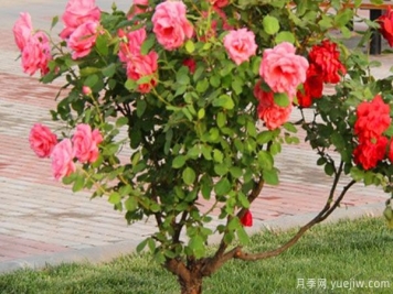 月季樹苗大概多少錢一棵？南陽產(chǎn)地價(jià)格美麗