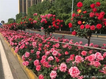 樹月季花最好什么時(shí)候栽種？
