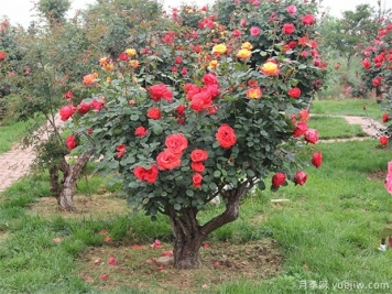 樹(shù)型月季花嫁接哪個(gè)品種好？