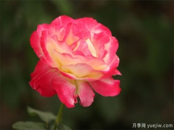 怎樣預(yù)防月季黑斑病？