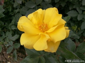 月季不愛(ài)生長(zhǎng)是什么原因？具體分析