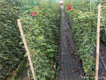 以籬代墻的造景手法，你需要了解綠籬的功能種類