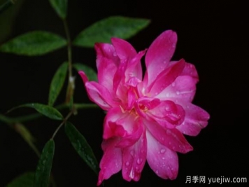 宮粉月季的優(yōu)缺點(diǎn)是什么？