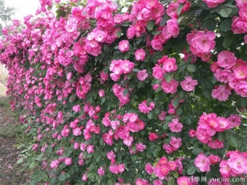 可以代替圍墻的花木有哪些？藤本月季、薔薇