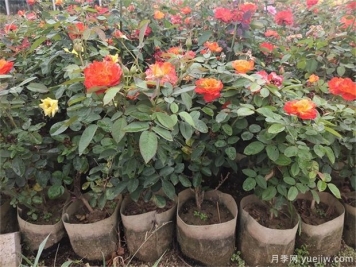 月季容器苗栽植養(yǎng)護要點