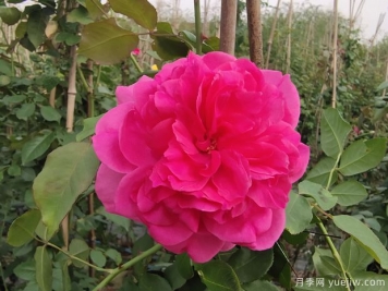 藤本大游行月季，庭院種植粉色美觀