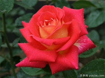 埋盆越冬的南陽盆栽月季什么時候出土好？
