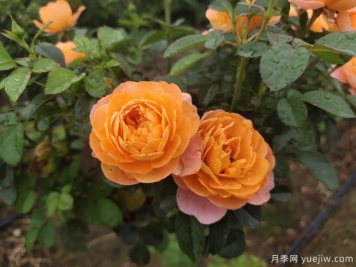 月季得了紅蜘蛛不要怕，該如何解決