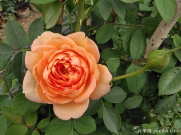 歐月濃香藤本月季，夏洛特夫人月季批發(fā)