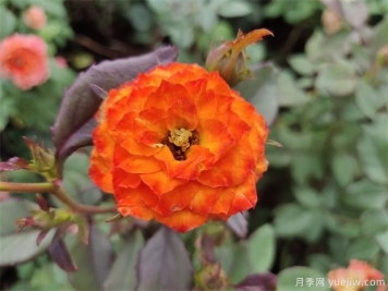 你知道月季的花語(yǔ)是什么嗎？