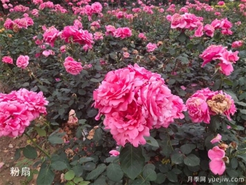 大花月季中的粉扇栽培技術，你知道嗎