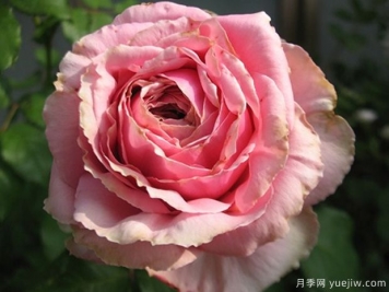 新禮服月季的優(yōu)缺點是什么？
