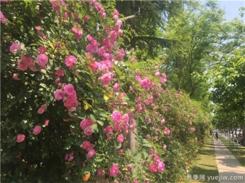 可以在冬季觀賞的樹種推薦，彩色苗木受歡迎