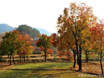 烏桕的園林應(yīng)用、分布范圍、價(jià)格和前景