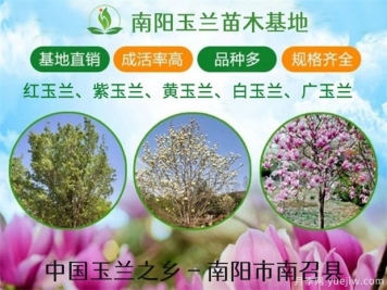 行道樹的分類，常見的常綠行道樹品種有哪些？