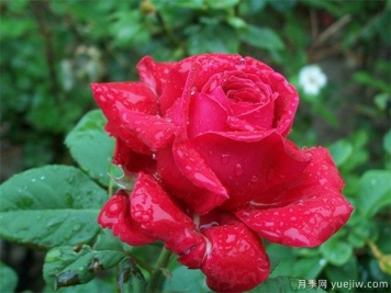 紅玫瑰的介紹，花語(yǔ)和栽培養(yǎng)護(hù)