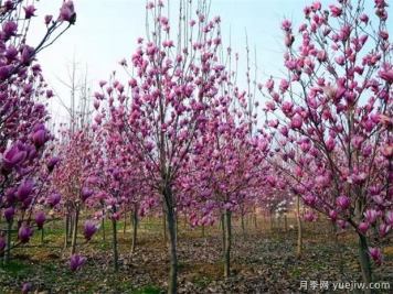 南陽(yáng)紫玉蘭近期價(jià)格 2021年紫玉蘭基地報(bào)價(jià)
