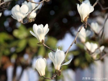 南陽(yáng)玉蘭基地簡(jiǎn)述二喬玉蘭、白玉蘭、廣玉蘭、紫玉蘭的區(qū)別？
