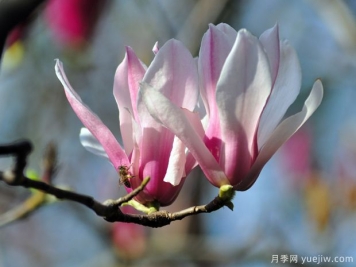 二喬玉蘭是什么顏色的花？