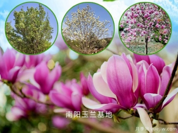南陽玉蘭的文化花語，玉蘭哪個品種好看