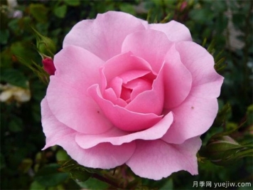 21朵粉玫瑰有哪些含義