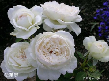 21朵白玫瑰的象征意義