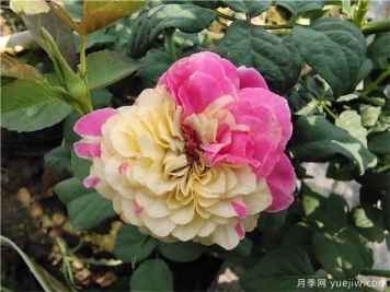 玫瑰花的種植方法和注意事項(xiàng)