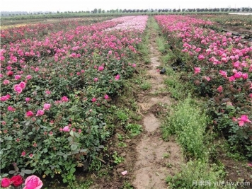 南陽(yáng)玫瑰花的種植方法