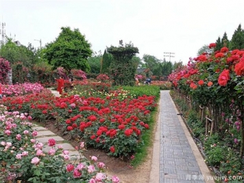 國家公園建設(shè)，將帶動這些苗木的需求市場