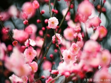庭院適合種哪些花卉植物？冬天來了更漂亮