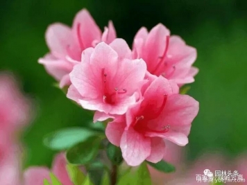 杜鵑花施肥用什么？施肥時(shí)間和方法