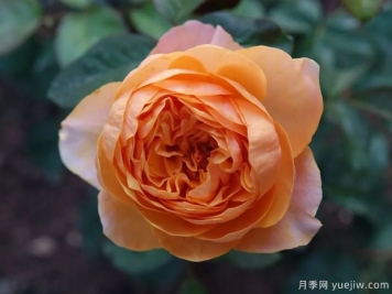皮實又貌美的珊瑚心系列，個個都很優(yōu)秀