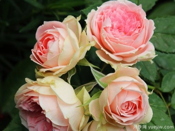 3個(gè)超適合新手種植的月季花，魅力超凡