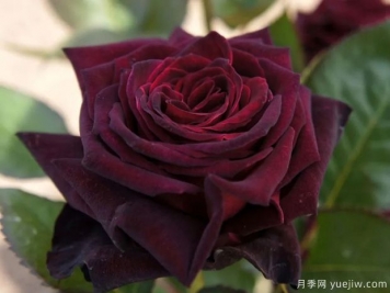 黑巴克月季和黑魔術(shù)月季有什么區(qū)別？哪個(gè)更黑
