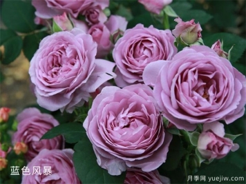 藍(lán)色風(fēng)暴和藍(lán)色陰雨的優(yōu)缺點是什么？對比