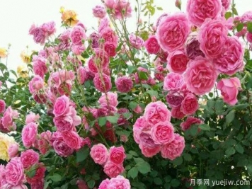 推薦3種生長速度快的爬藤月季，花墻超級漂亮