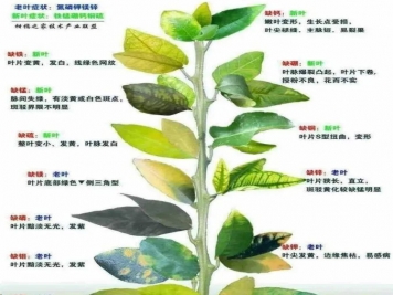 秋季月季不斷黃葉，打藥不管用，怎么辦？